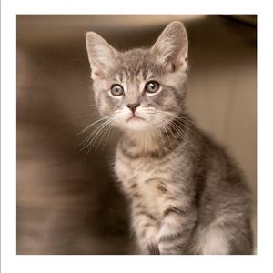 Meet your Posher, Angel